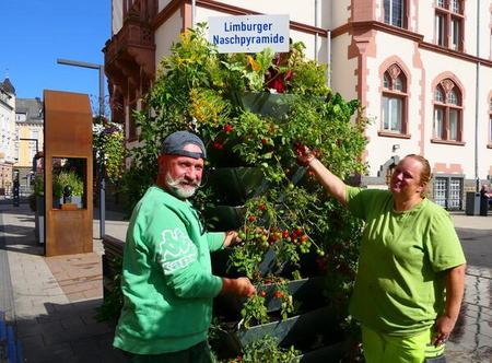 Limburger Naschpyramide